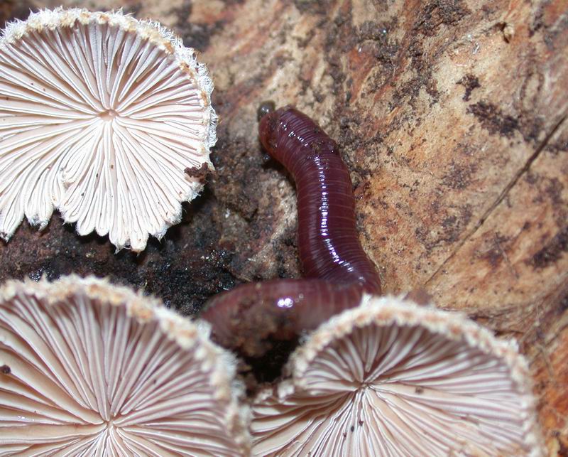 Lumbricus terrestris
